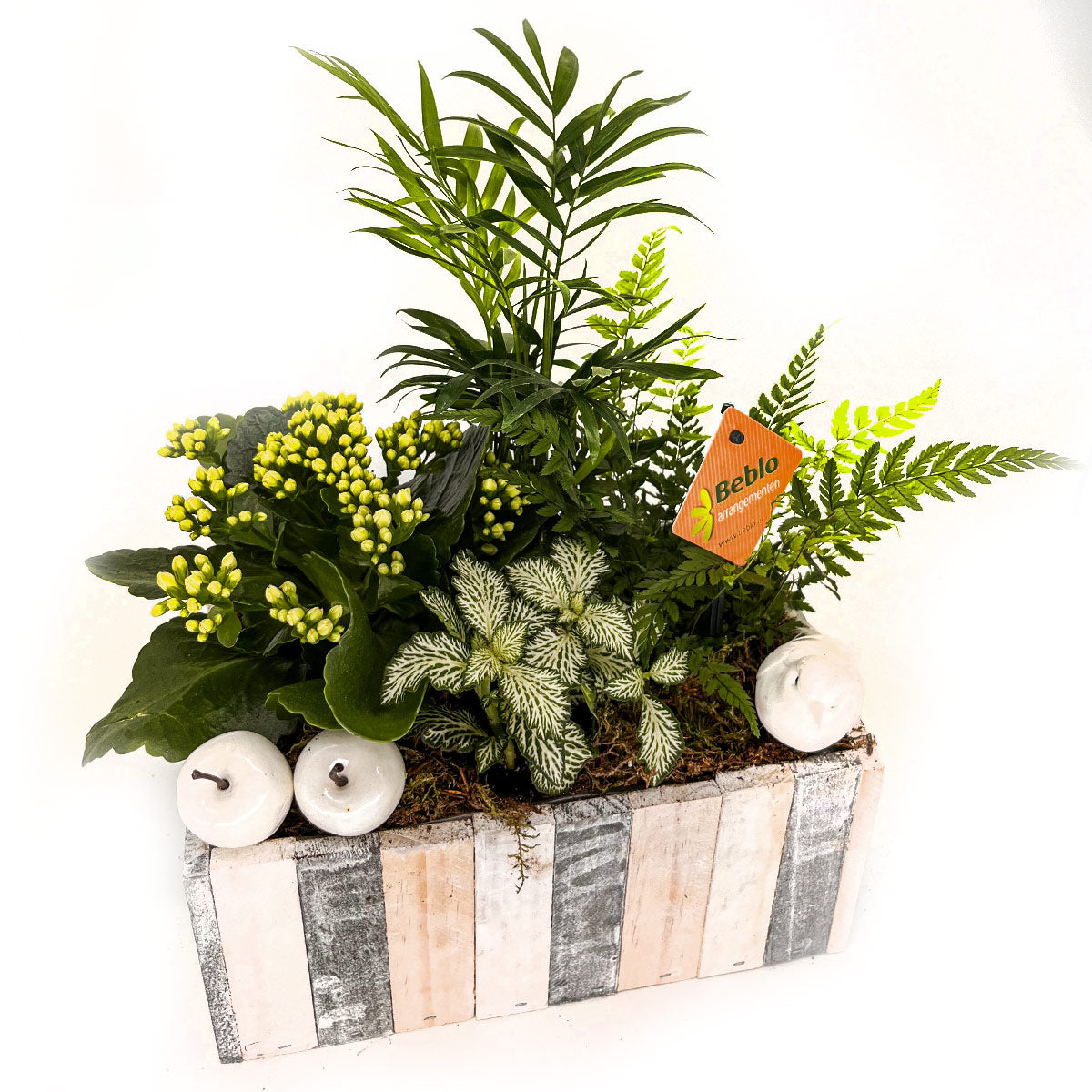 zimmerpflanzen schale gepflanzte Schale – BLUMEN-TAXI