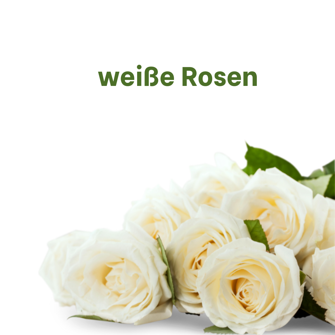 einfach "weiße" Rosen
