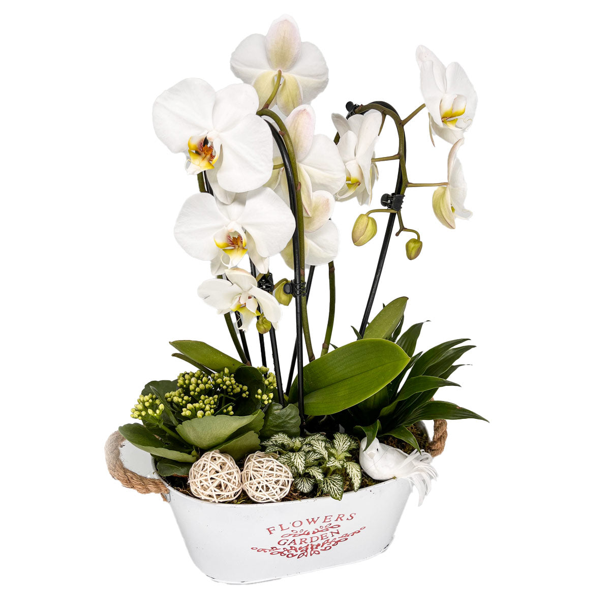 Gefäß mit Orchidee