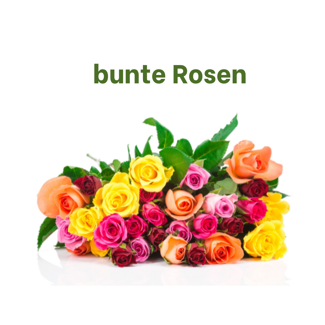 einfach "bunte" Rosen