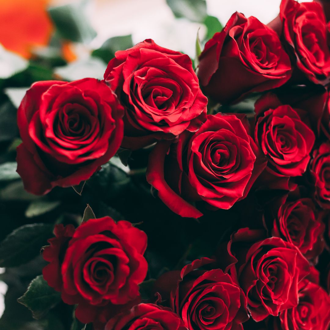 Langstielige, rote Rosen